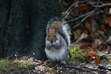 Squirrel eating seeds in it's hands.