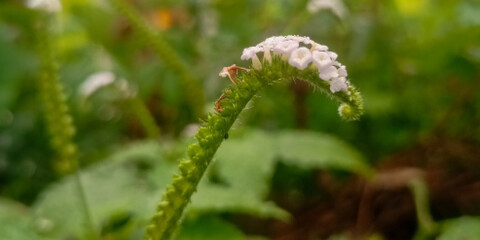 Heliotropium indicum with delicate white flowers on curved green stems