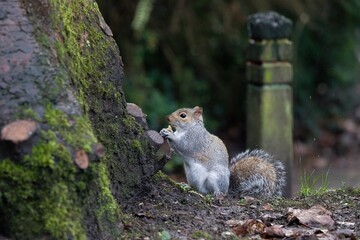 Squirrel eating seeds in an English park.
