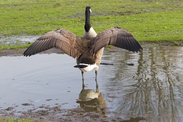 Canada goose in the water.