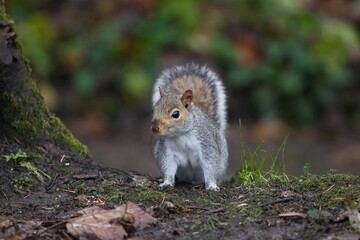 Squirrel in the park front view.