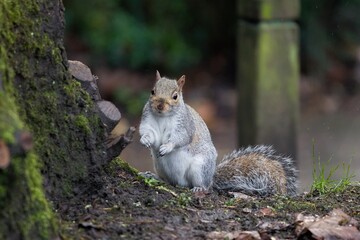 Squirrel in the park standing up.