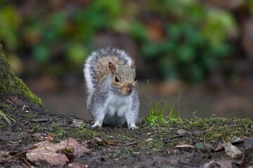A grey squirrel in its front view.