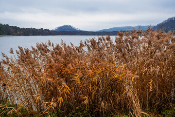 Lake shore with dried reeds, hills and forest, Hamr na Jezere.