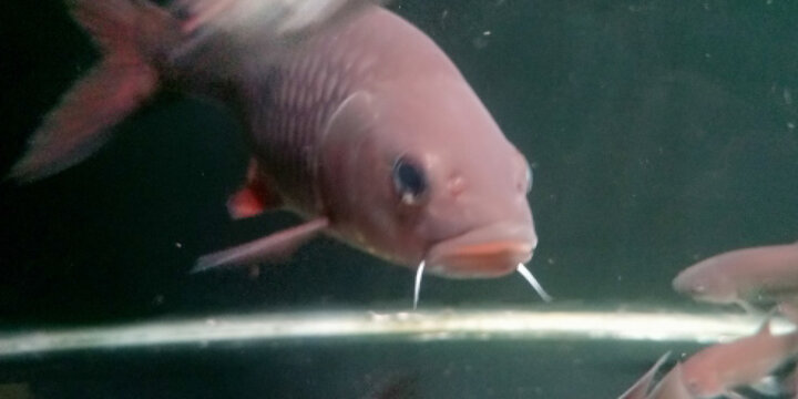 Close-up of Hampala Fish or Barbeled Fish in Aquarium