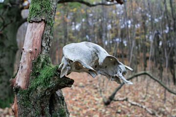 Obraz premium Animal skull on a tree in autumn forest
