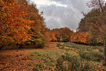 Fototapeta premium Autumn meadow on cloudy day with beautiful colors 