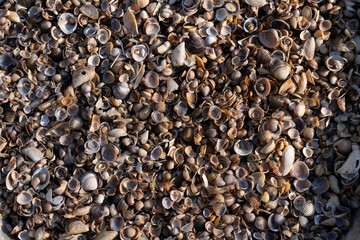 Shells in evening sunlight for background, wallpaper  or other use