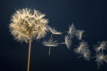 Obraz premium dandelion seeds fly from a flower on a dark blue background. botany and bloom growth propagation.