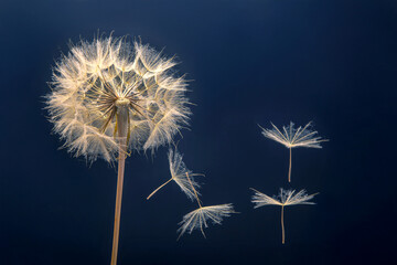 dandelion seeds fly from a flower on a dark blue background. botany and bloom growth propagation.
