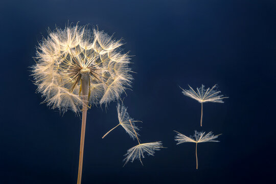 dandelion seeds fly from a flower on a dark blue background. botany and bloom growth propagation.