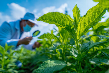 Agricultural scientist wearing protective clothing examines healthy green crops with magnifying glass during daytime research in a sunny field