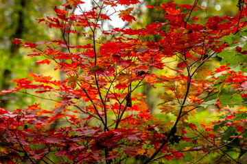 Autumn Colors in Daisetsuzan National Park in Hokkaido, Japan