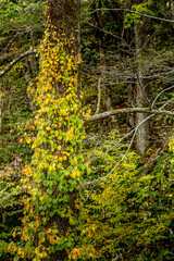 Autumn Colors in Daisetsuzan National Park in Hokkaido, Japan