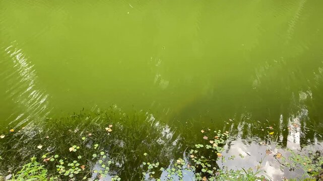 Green Pond Surface with Aquatic Plants