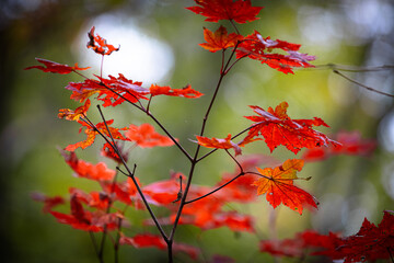 Autumn Colors in Daisetsuzan National Park in Hokkaido, Japan