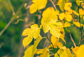 Autumn Colors in Daisetsuzan National Park in Hokkaido, Japan