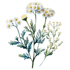 Achillea Flower, watercolor clipart vector, isolated on a white background. © zenvor