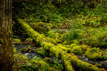 Autumn Colors in Daisetsuzan National Park in Hokkaido, Japan