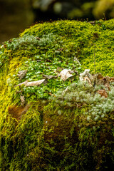 Autumn Colors in Daisetsuzan National Park in Hokkaido, Japan