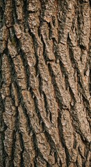 Obraz premium Detailed close-up image showing the rough, deeply furrowed, and textured bark of an old deciduous fruit tree trunk captured in an agricultural orchard setting, rural, bark, furrowed