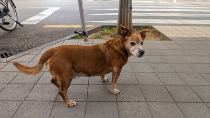 Senior reddish-brown mixed-breed shepherd dog waiting calm for its owner while tied to pole on city street. Urban scene, curb, pedestrian crossing, companionship, ownership, walk pet, security. 