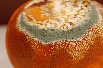 Overripe and rotten mandarin. Rotten tangerine covered with mold