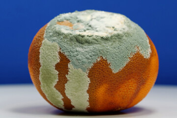 Overripe and rotten mandarin. Rotten tangerine covered with mold