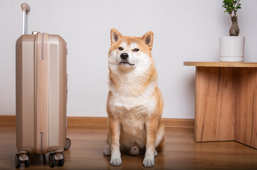 A loyal Shiba Inu dog sits patiently next to a travel suitcase, ready for a trip.
