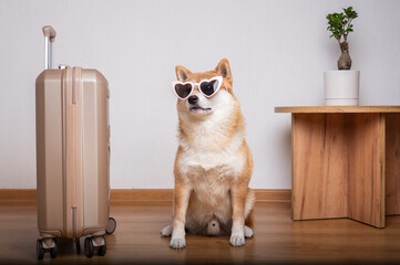 A loyal Shiba Inu dog wearing pink heart-shaped sunglasses sits patiently next to a travel suitcase, ready for a trip.