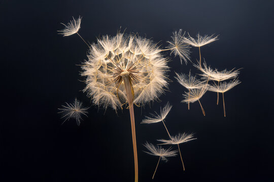 dandelion seeds fly from a flower on a dark blue background. botany and bloom growth propagation.
