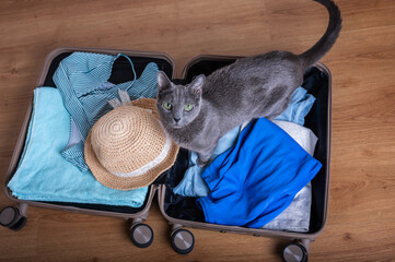 An overhead shot of a Russian Blue cat sitting on clothes inside an open suitcase