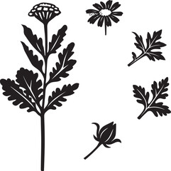 Black and White Botanical Sketch Illustration of Dusty Miller Plant