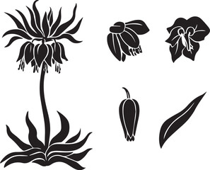 Naklejka premium Black and White Botanical Sketch Illustration of Crown Imperial Flower
