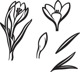 Black and White Botanical Sketch Illustration of Crocus Flower