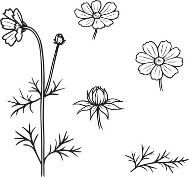 Black and White Botanical Sketch Illustration of Cosmos Flower