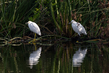 Pair of egrets perched at the shoreline of the lagoon pond water with both reflections showing on the surface