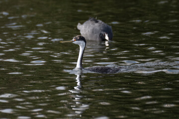 Western grebe duck swims along the lagoon pond with head high above the surface of the water