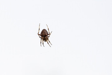 Hairy Western Orbweaver spider sits in the middle of its web lying in wait for prey to arrive