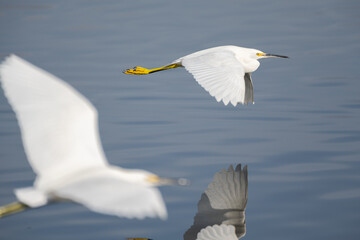 Pair of baby egrets gliding in flight low over the pond water to show a reflection of its wing on the surface