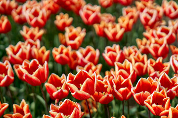 The field of motley red tulips in blossom