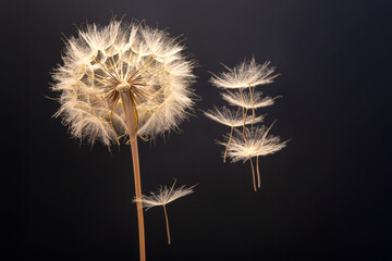 dandelion seeds fly from a flower on a dark blue background. botany and bloom growth propagation.