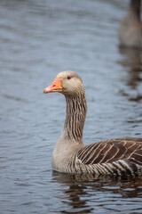 Fototapeta premium A Anser anser (Greylag goose) gracefully swimming on a tranquil pond in spring. The gentle ripples and soft natural light emphasize the bird’s warm brown plumage and orange beak