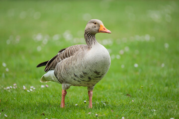 A Anser anser (Greylag goose) standing on a lush green meadow dotted with white daisies. The natural daylight brings out the soft gray and brown tones of its plumage