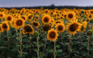 Sunflower field at dusk (20 min after sunset). Endless field covered with lots of sunflowers, purple sky in the background. 
