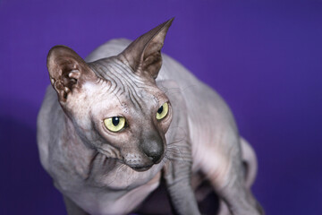 A striking hairless Sphynx cat with vivid yellow eyes gazes forward against a vibrant purple background, highlighting its wrinkled skin and large ears for a unique pet portrait.