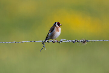 A Song of Colors on the Wire