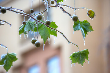 Icicles on icy tree branches. temperature swing season and winter weather in autumn
