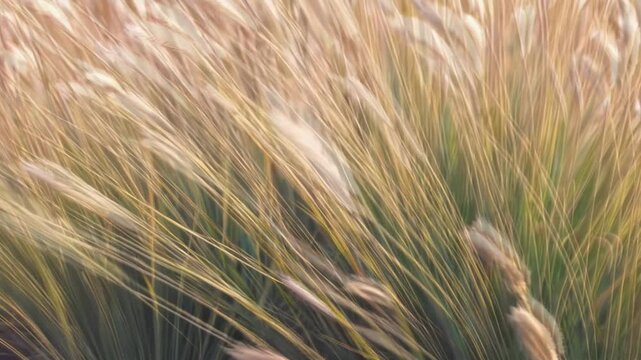 Feathergrass Flow in Evening Light