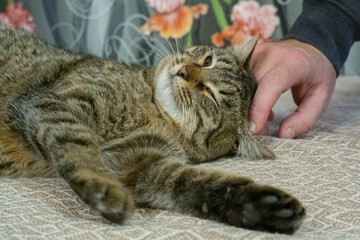 A man's hand strokes a gray cat sleeping on a brown sofa.
